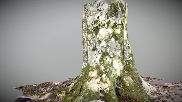 Bird of prey tree graffiti, New Forest 3D Model