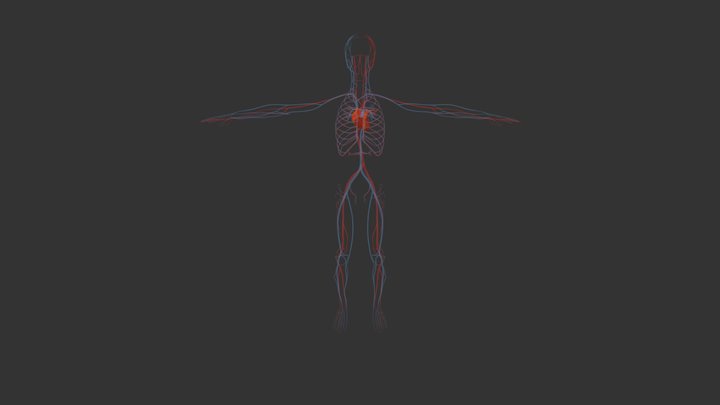 Circulatory System 3D Model