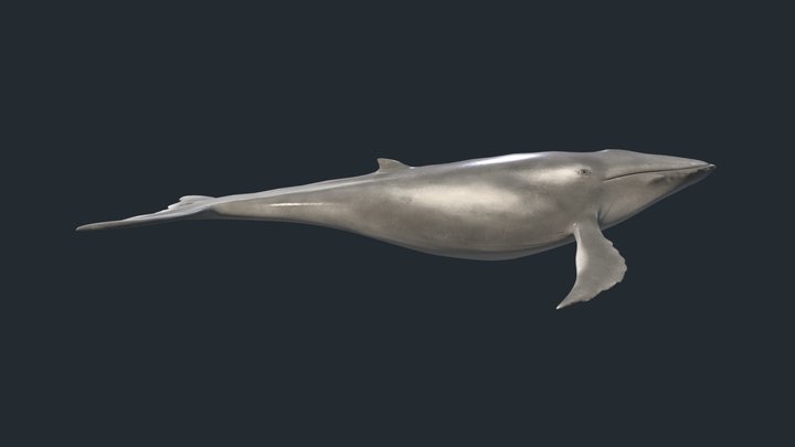 Whale2 3D Model