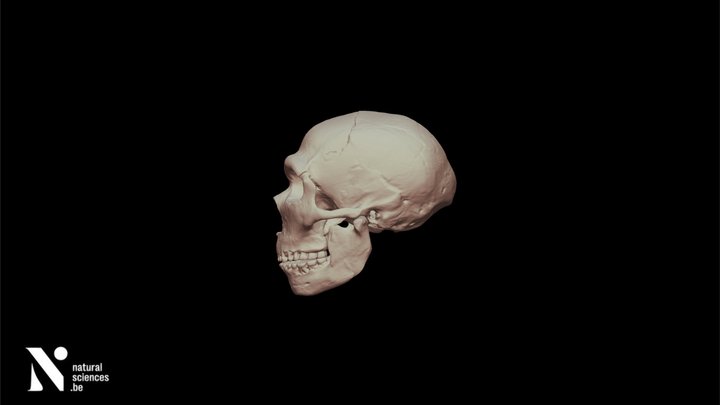 Anthropology Spy II skull 3D Model
