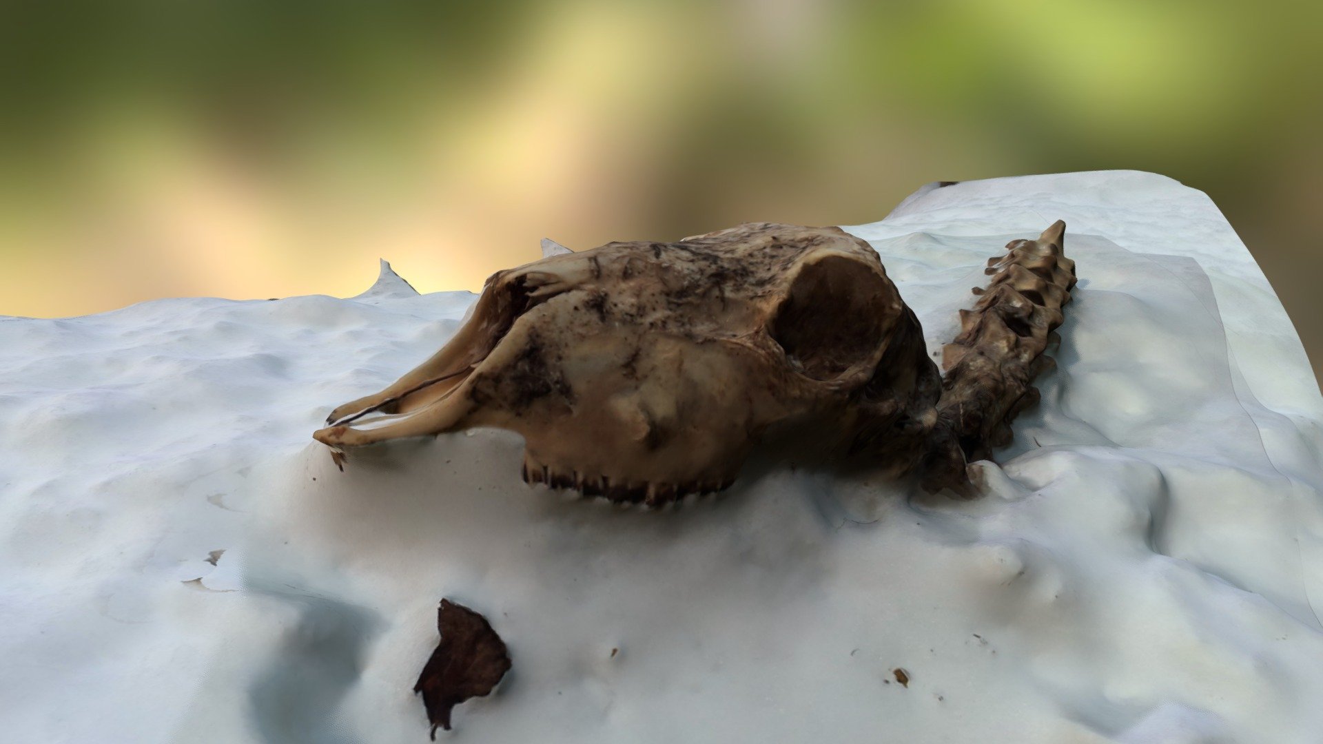 Animal skeleton 3d scan