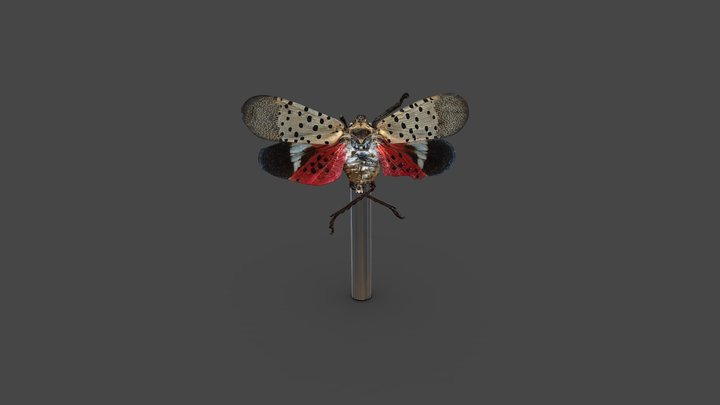 Spotted Lantern Fly 3D Model