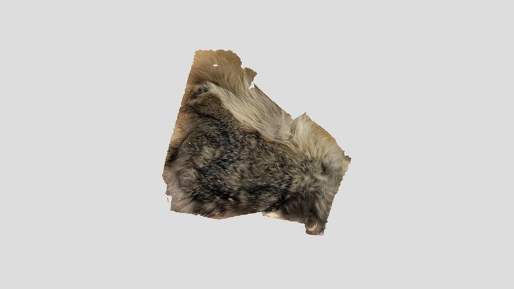 Gray fox fur 3D Model