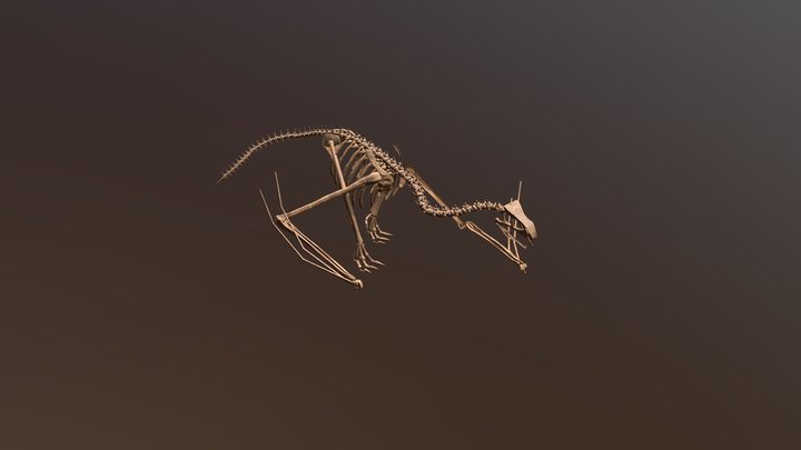 Wyvern skeleton 3D Model