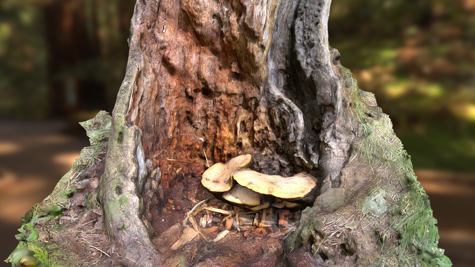 Mushrooms
