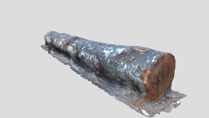 Sortiment bukve 3D Model