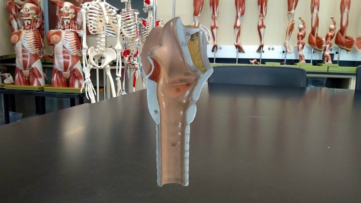 Larynx Half 3D Model