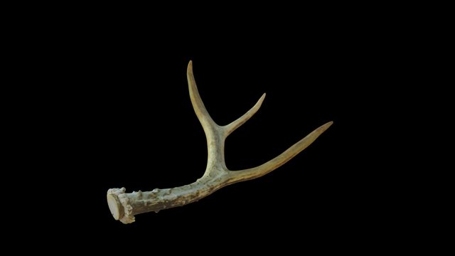 Antler 3D Model