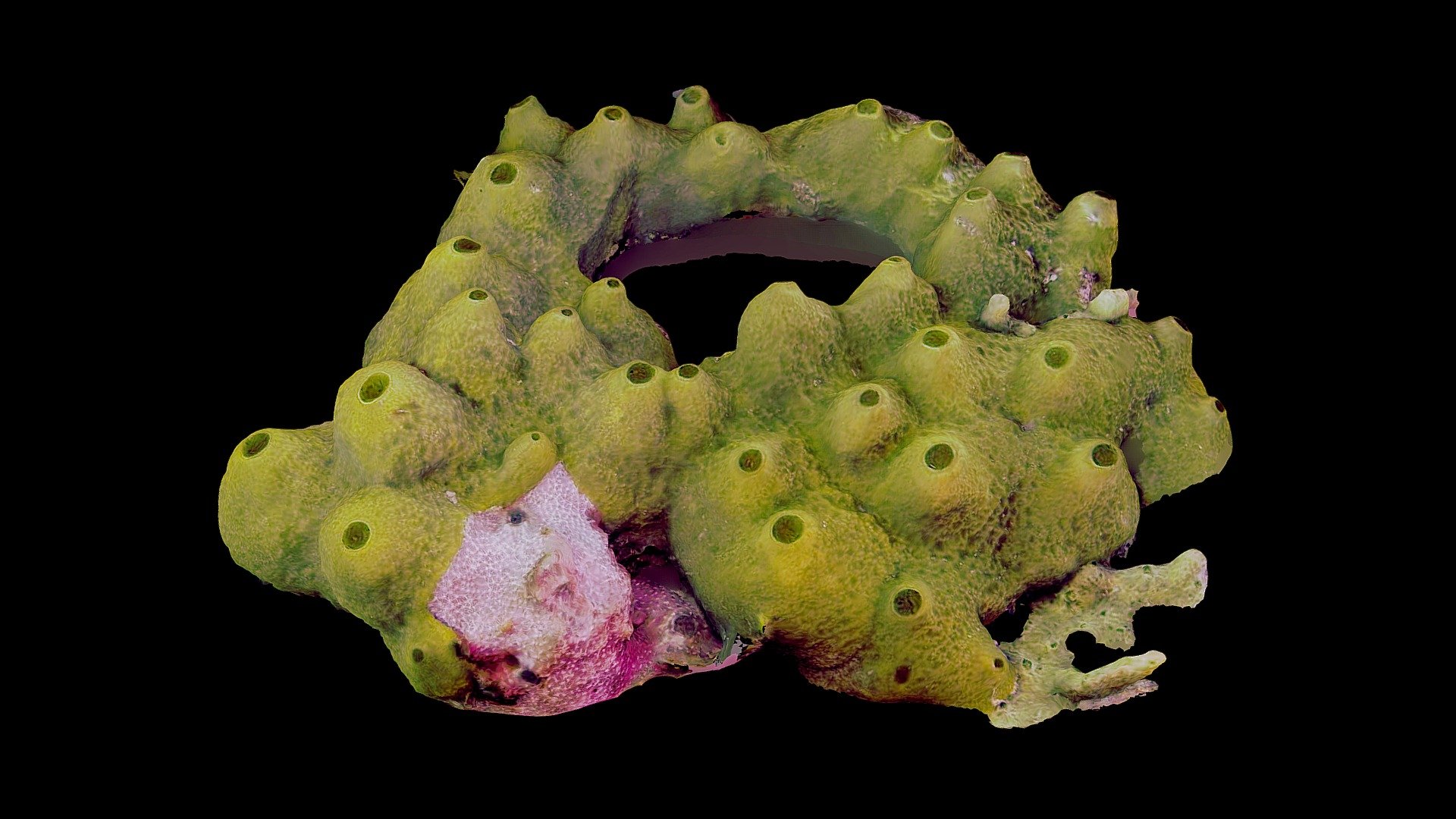 #41: Smenospongia conulosa