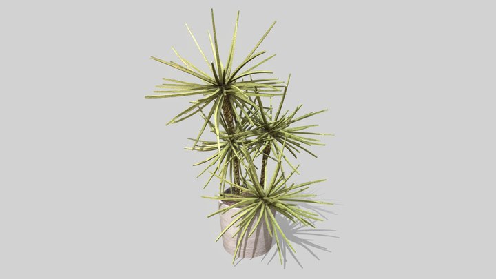 Spiky Agave Plant 3D Model