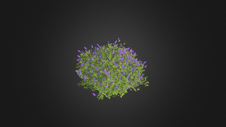 Lilac 3D Model
