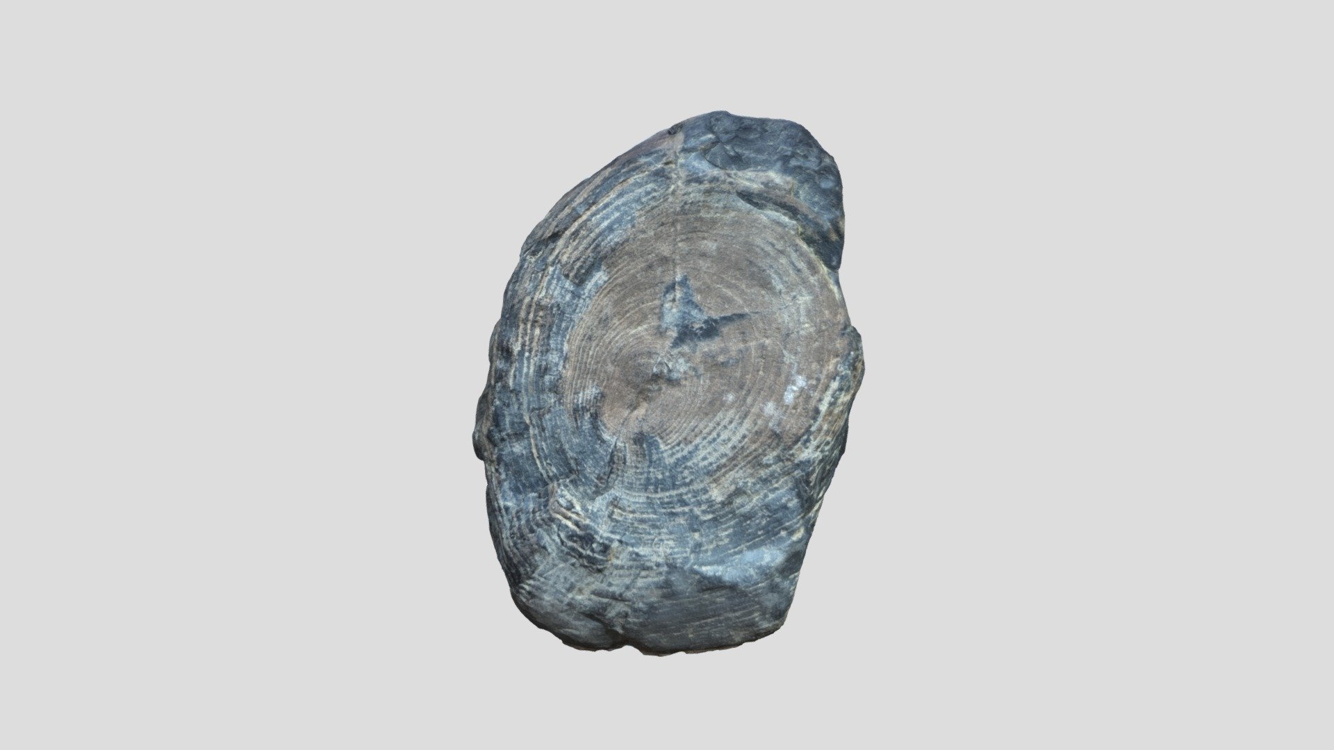 Cretaceous petrified wood round