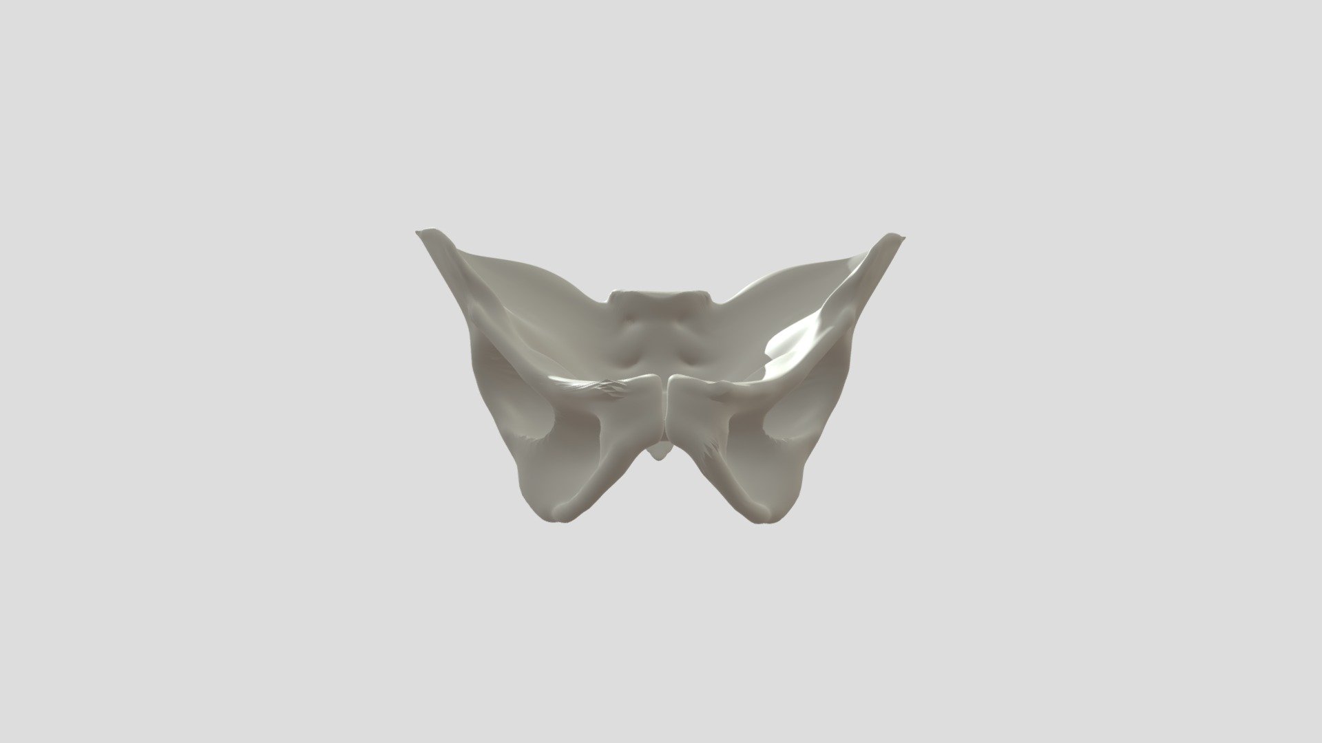 Pelvis