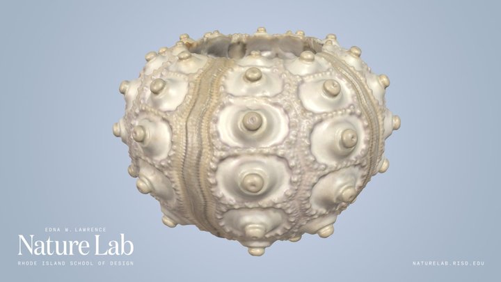 Sputnik Urchin – Modelo 3D gratuito STL