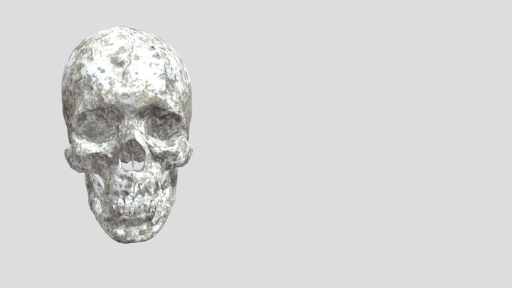 Skull Skeleton Head 3D Model