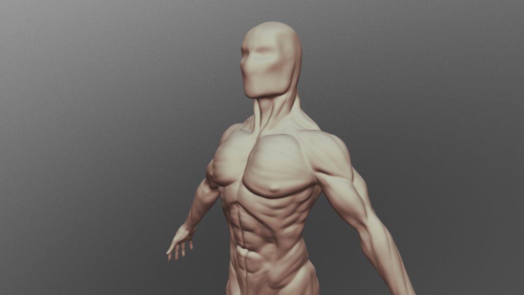 Muscle Study 2 - 3D model by Sampo (@pellemasi) [592e46c] - Sketchfab