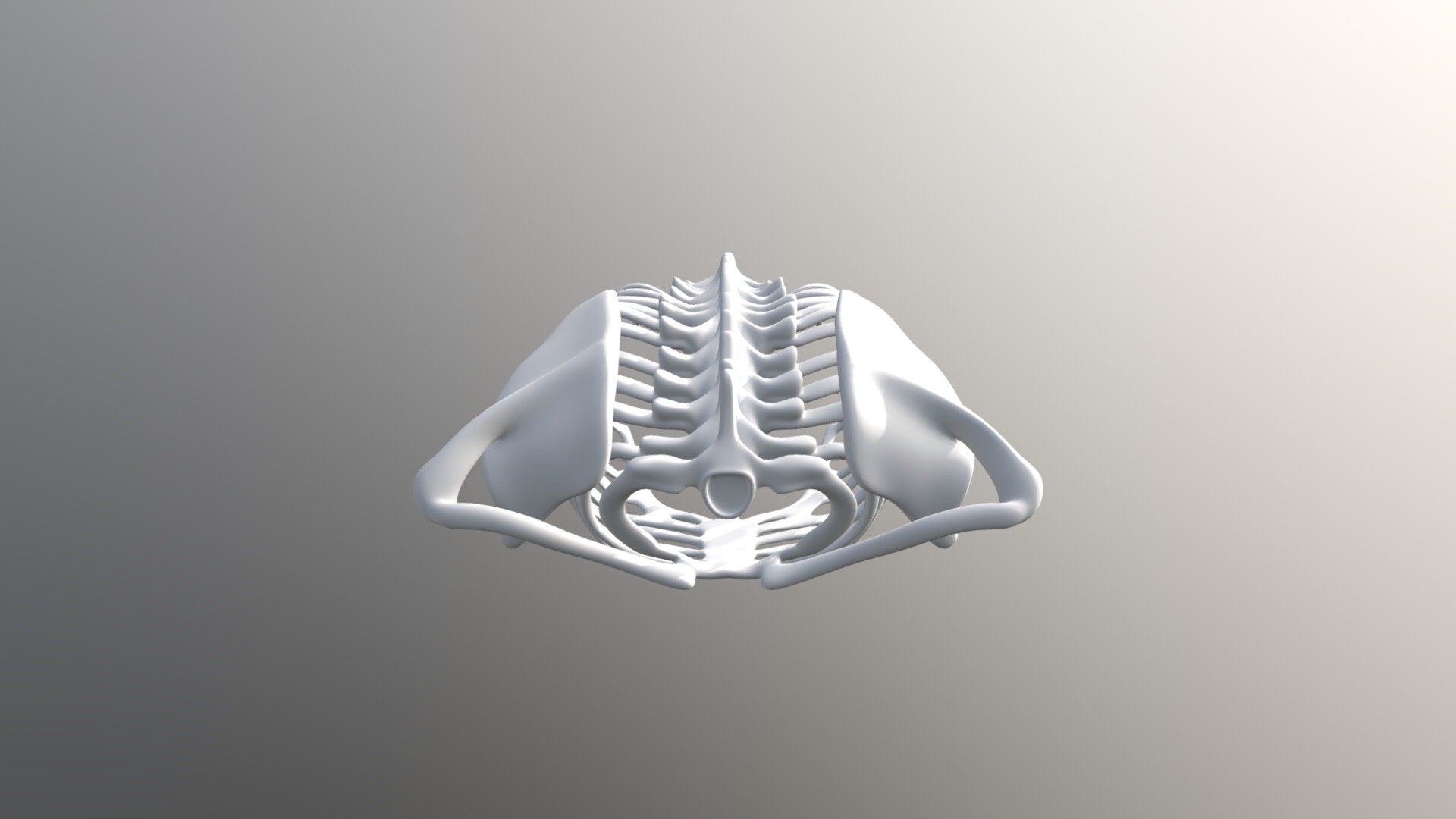 12700 Rib Cage V2