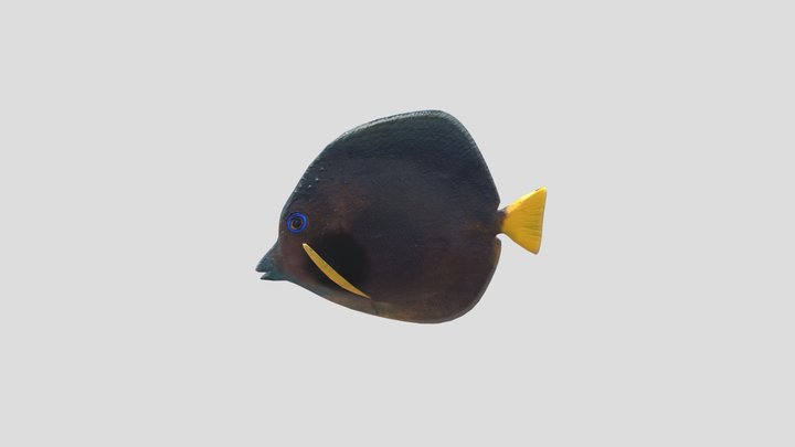 Fish 3D Model