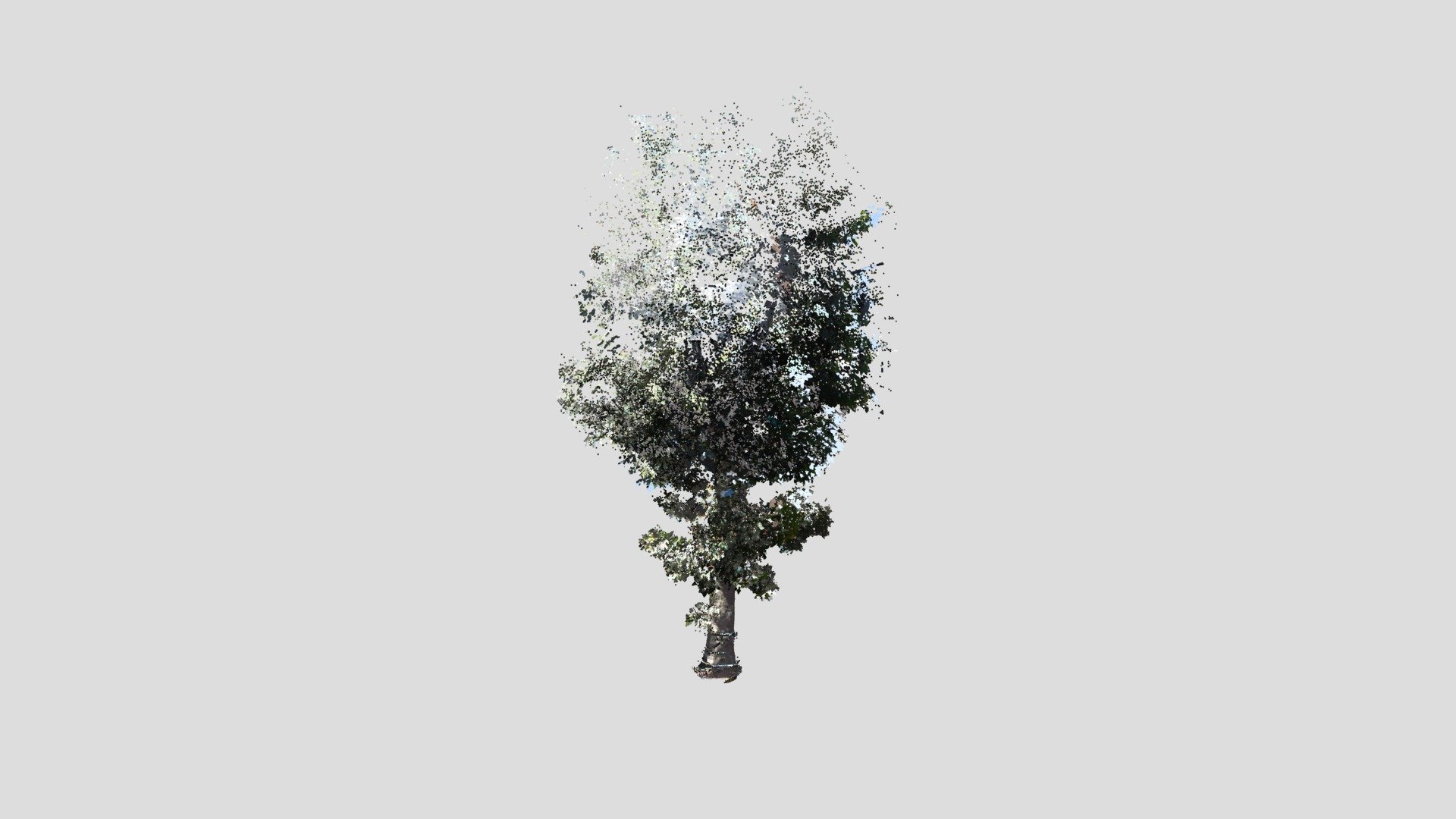 tree18 Liquidambar formosana - 3D model by Nodai_Kunii_Lab ...