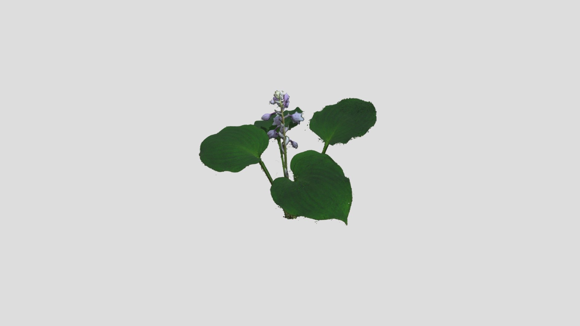 Hosta Rupifraga - 八丈擬宝珠