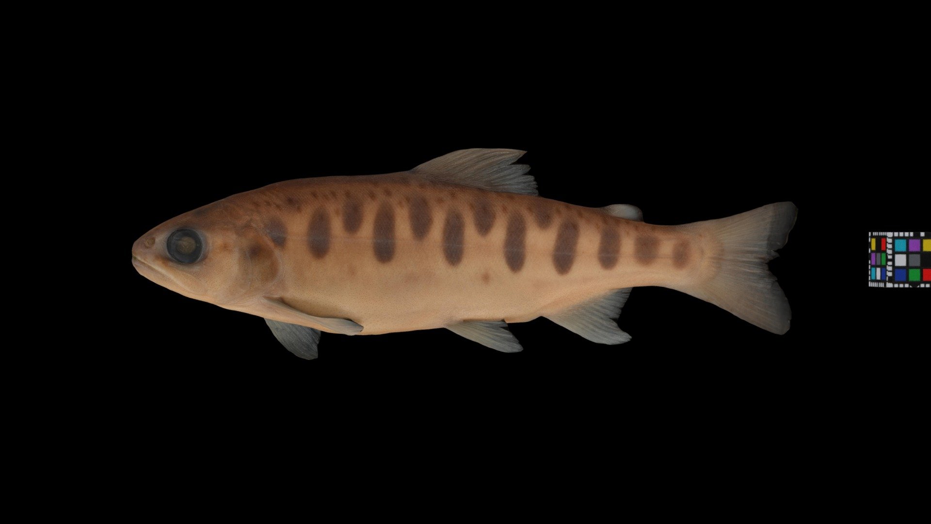 ヤマメ・サクラマス 🐟 Yamame Masu Salmon, O. masou masou - 3D