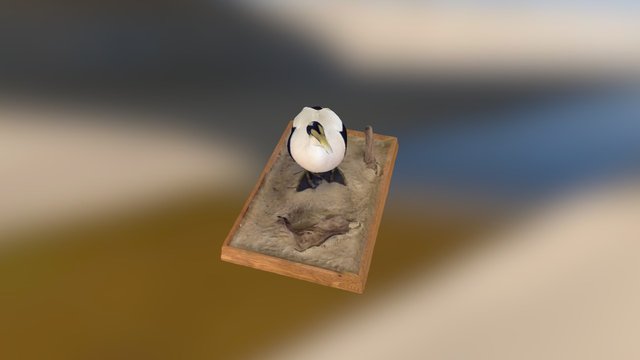 yellow headed bird 3D Model