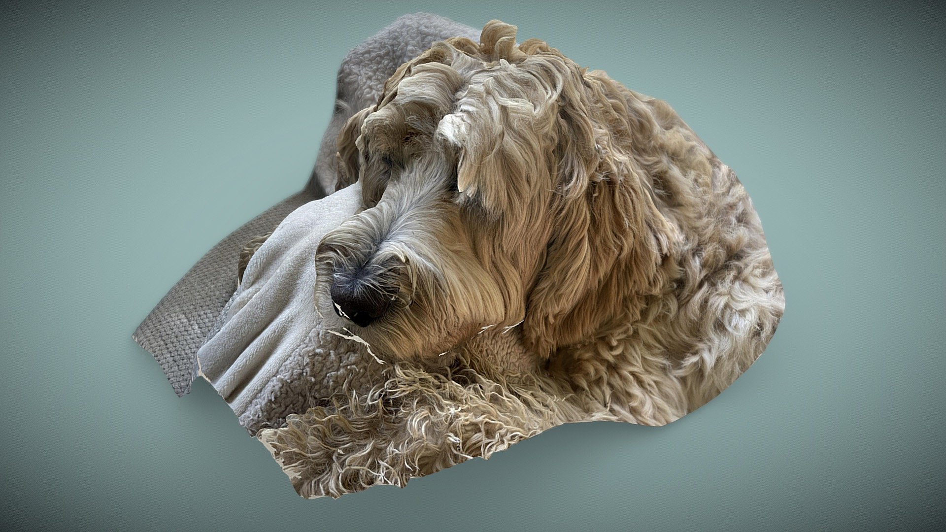 Rocco resting