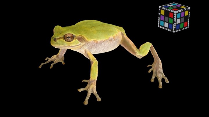 CC0 CEDEC2023講演記念 ニホンアマガエル 🐸 Tree Frog