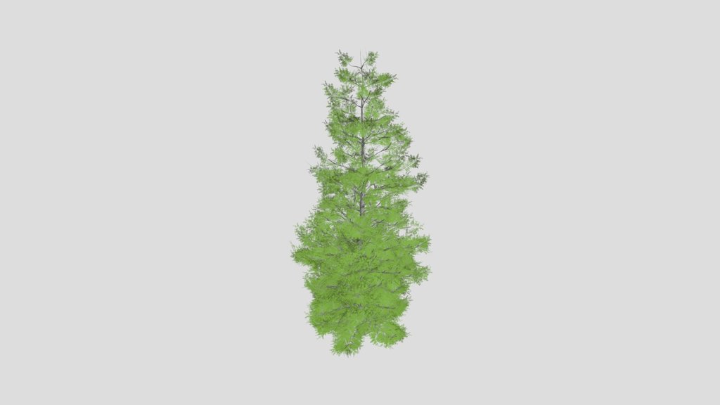 Evergreen Tree