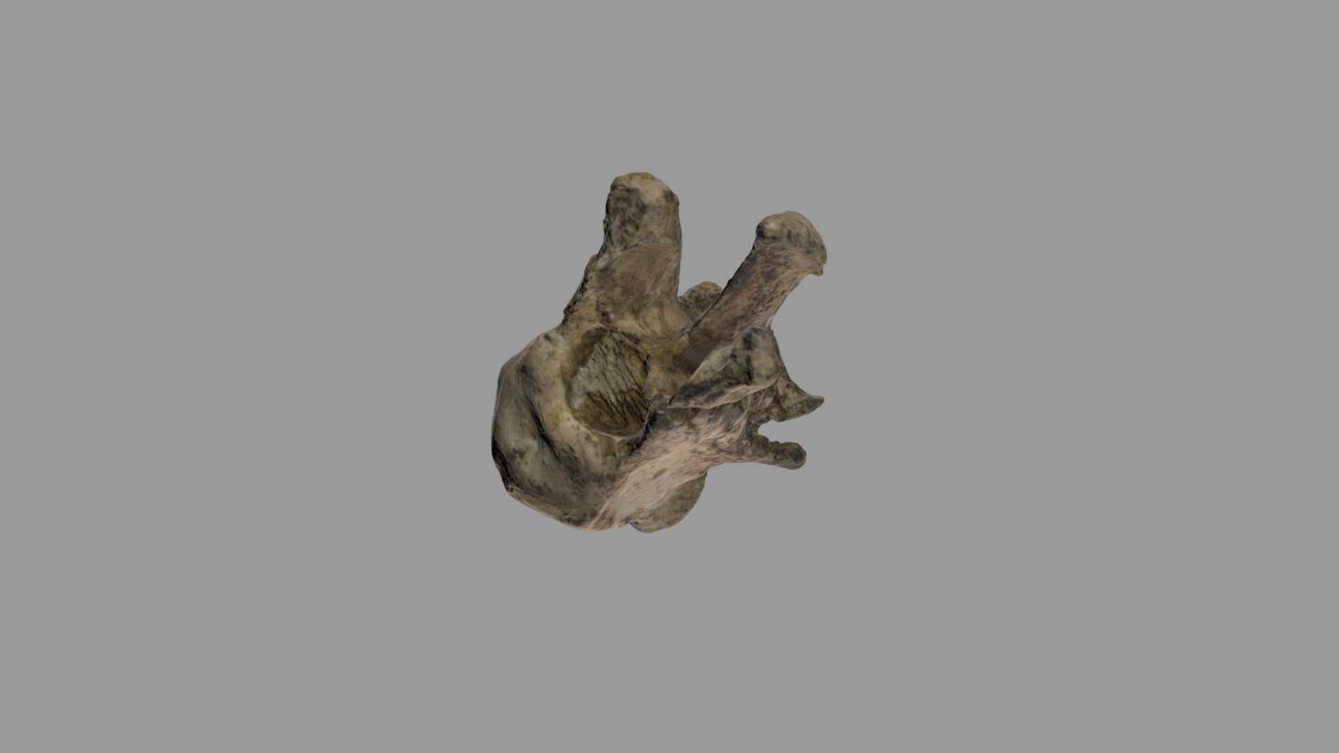 WSC26312 Homotherium serum vertebra