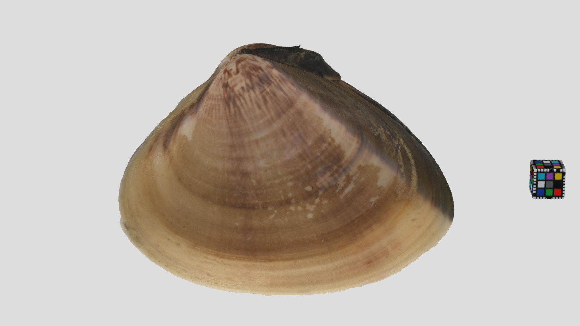 チョウセンハマグリ Korean Hard Clam, Meretrix lamarckii