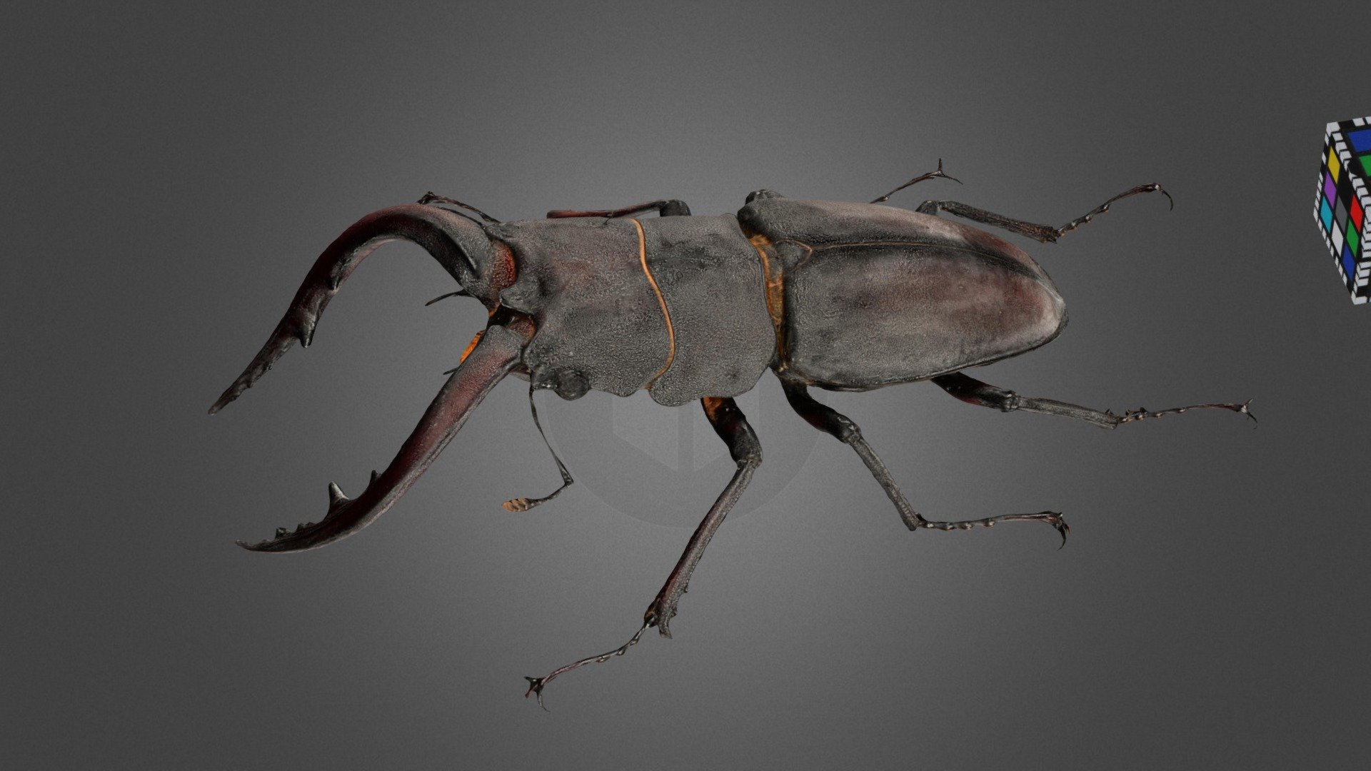 ノコギリクワガタ ♂L Sawtooth Stag Beetle - Download Free 3D model by ffish.asia