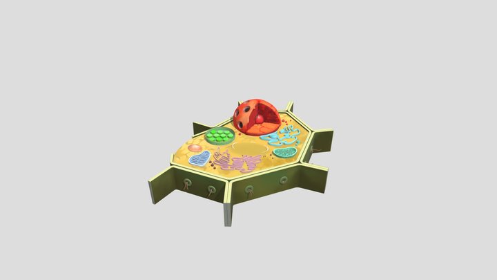 Cellule végétale 3D Model