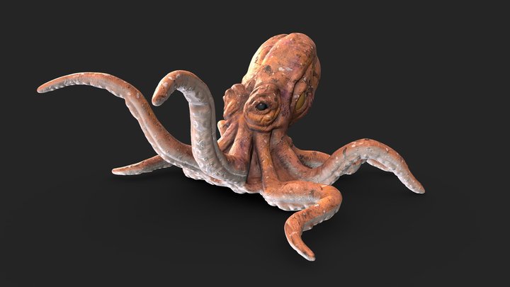 Octopus 3D Model