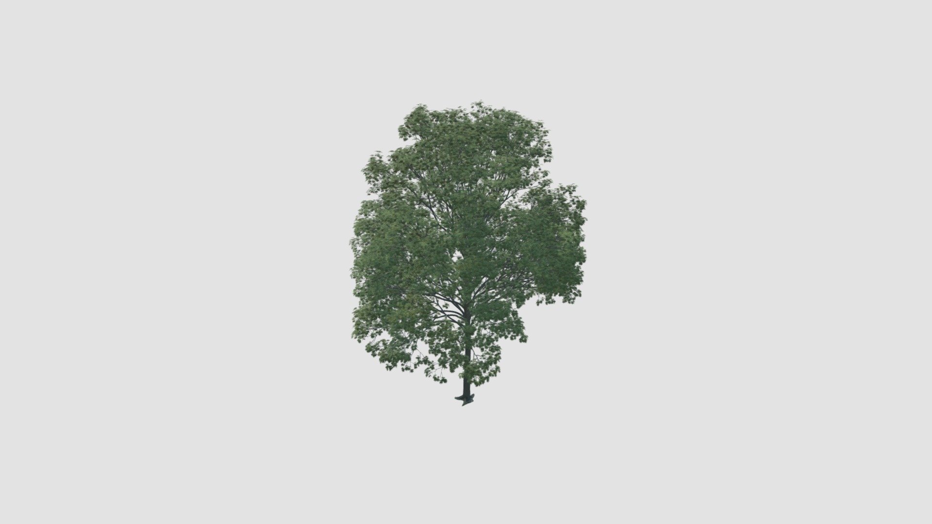 tree - Buy Royalty Free 3D model by Evermotion [5961a13] - Sketchfab Store