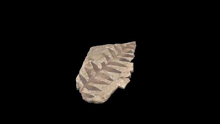 Cycad frond - Dioon sp. 3D Model
