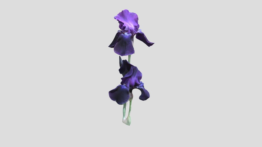 Bearded Iris flowers Kiri mask