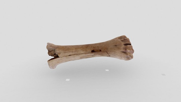 кость 3D Model