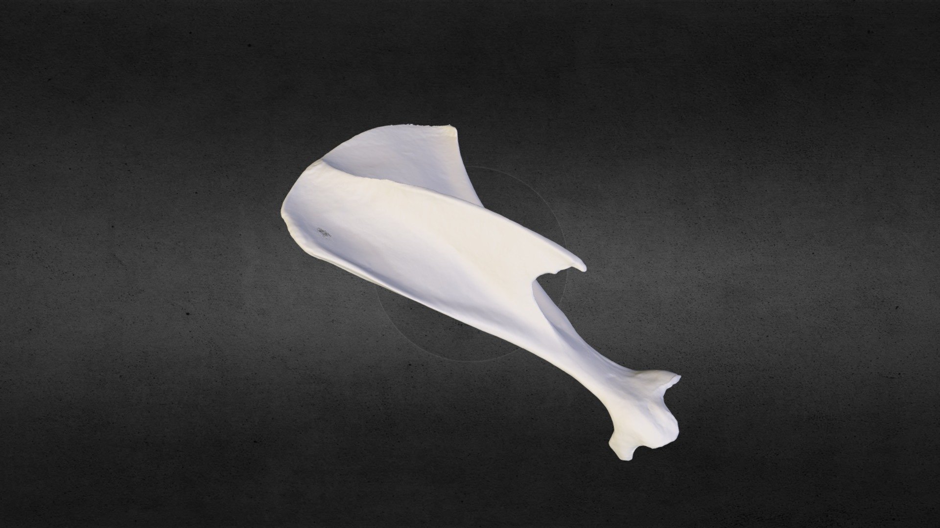 Scapula of a rabbit (Oryctolagus sp.) Download Free 3D model by