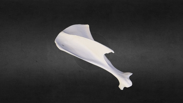 Scapula of a rabbit (Oryctolagus sp.) 3D Model