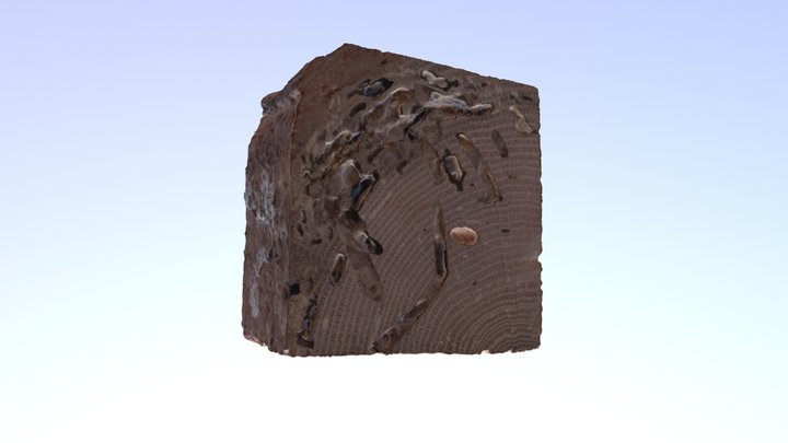 Wood Section3 3D Model