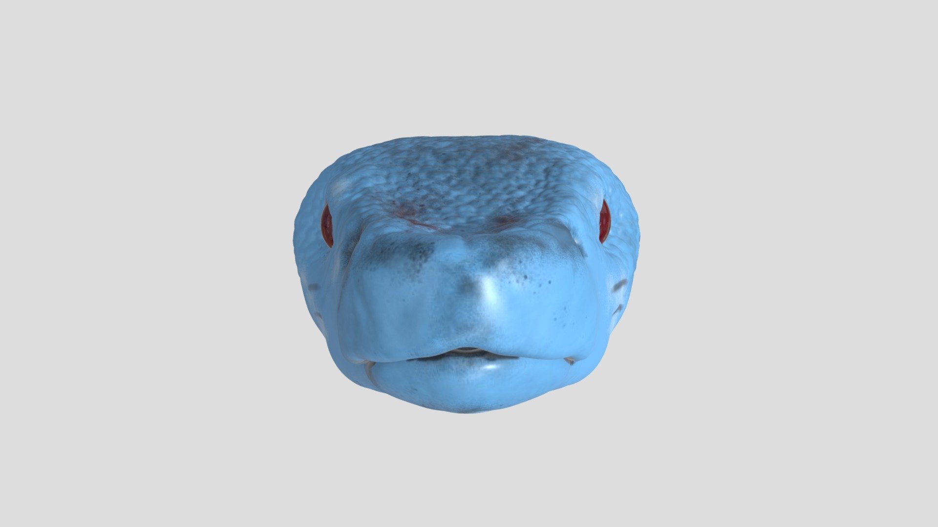 Blue Pit Viper Head