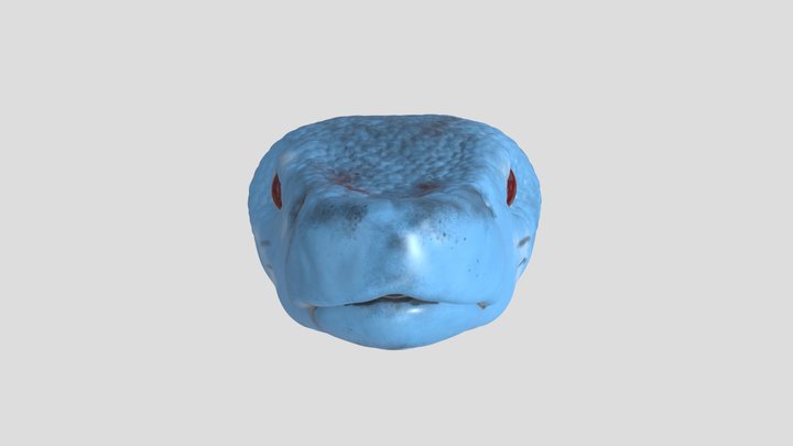 Blue Pit Viper Head 3D Model