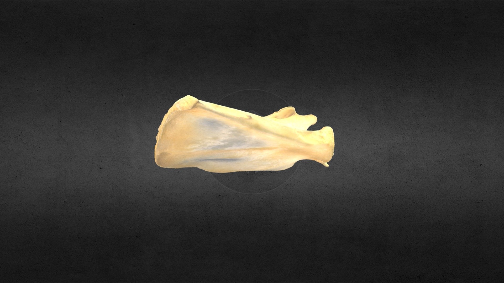 MSCC098 Puma concolor Juvenile Right Scapula