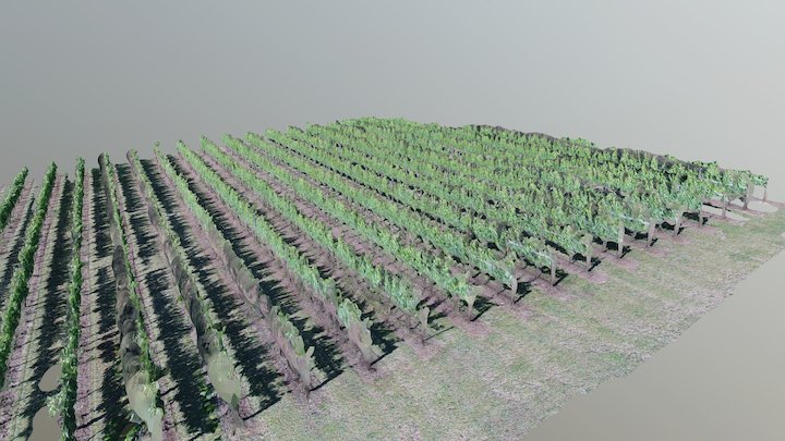 Vineyard Sample 3D Model