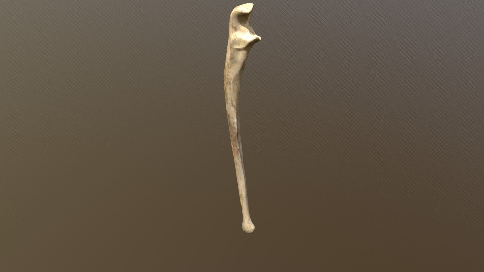 Ulna - 3d Model By Josie (@jwallace96) [597c7f7] - Sketchfab