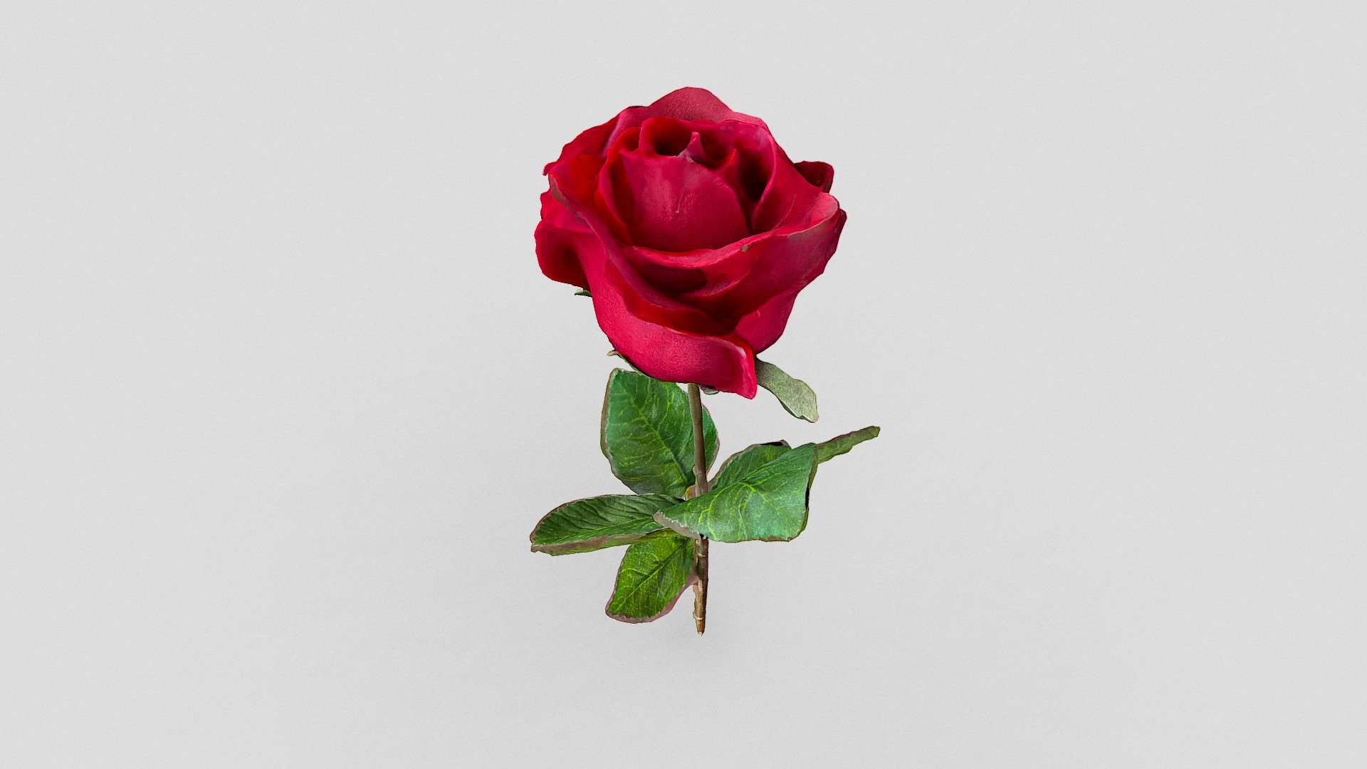 234: 🌹