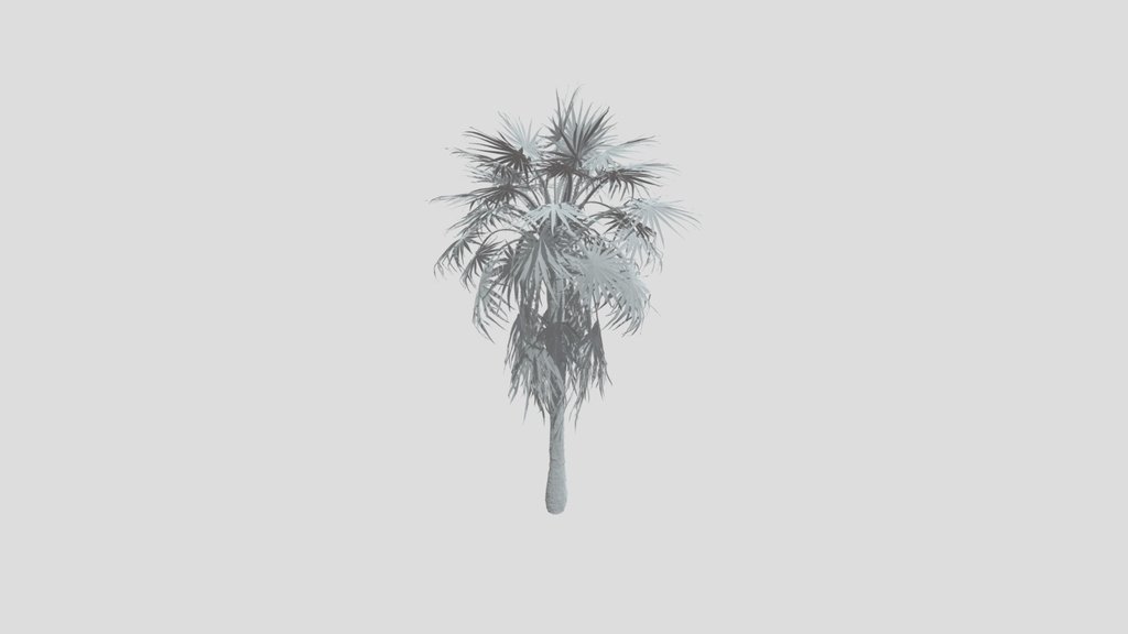 Caraday Palm Young Var