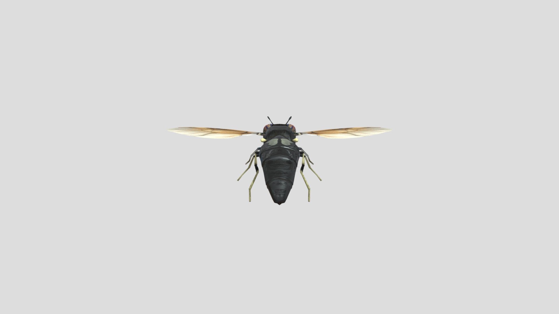 hermetia illucens