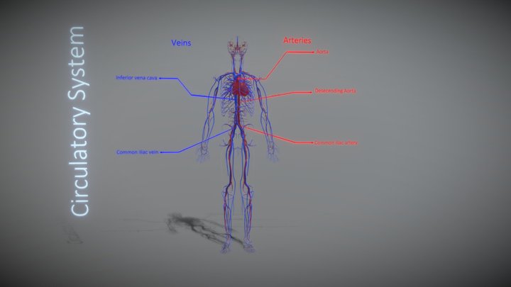 Circulatory System Prototype 3D Model